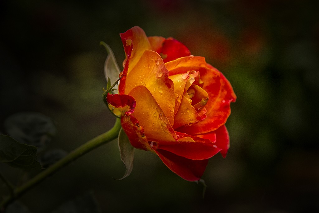 Rose_0496