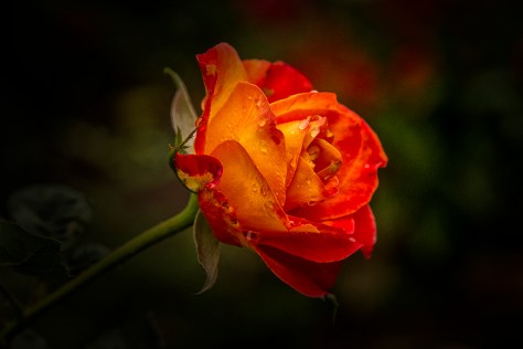 Rose_0496
