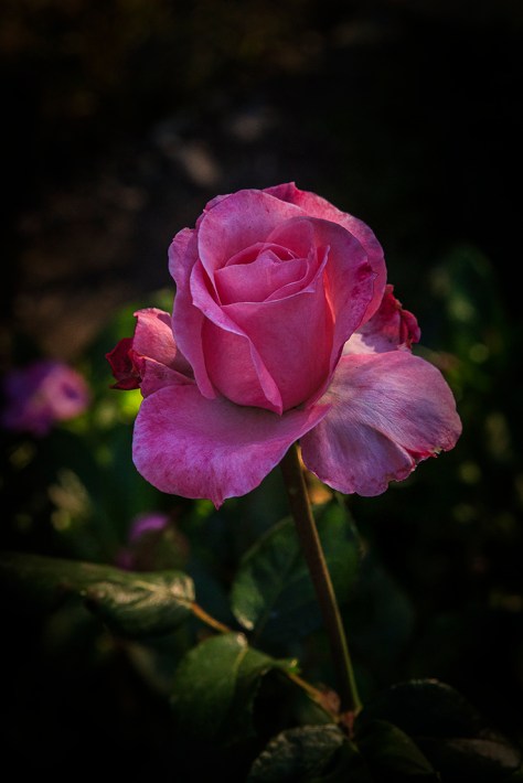 Roses10_1404