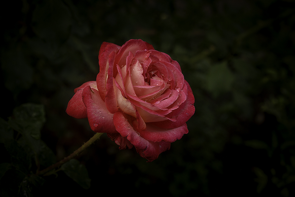 Roses2_4370